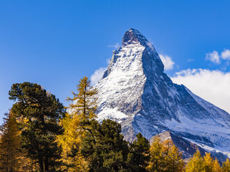 Schweiz, Wallis, Zermatt, Matterhorn, Bäume im Herbst - WDF04349