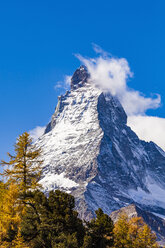 Schweiz, Wallis, Zermatt, Matterhorn, Bäume im Herbst - WDF04350