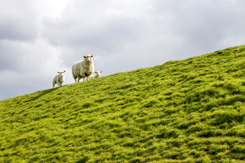 Deutschland, Büsum, Schafe auf dem Deich - PUF01130