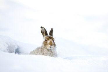 Scotland, Mountain hare, Lepus timidus - MJOF01464