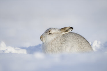 Scotland, Mountain hare, Lepus timidus - MJOF01465