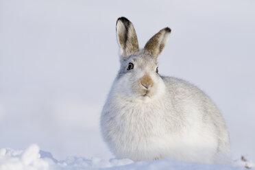 Scotland, Mountain hare, Lepus timidus - MJOF01466