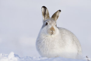 Schottland, Feldhase, Lepus timidus - MJOF01466