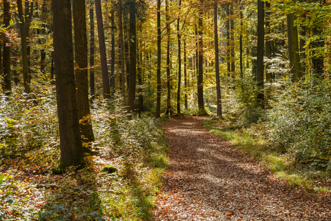 Deutschland, Bayern, Niederbayern, bei Kelheim, Weltenburger Enge, Waldweg im Herbst, lizenzfreies Stockfoto