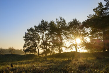 Deutschland, Bayern, Niederbayern, Altmühltal, Kiefern bei Sonnenaufgang - SIEF07686