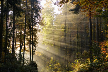 Germany, Bavaria, Lower Bavaria, Altmuehl Valley, forest, autumn, morning fog - SIEF07688