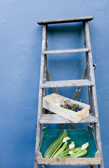 Leiter, Korb mit blauen Weintrauben, Schachtel mit Zucchini und Blüten - GISF00292