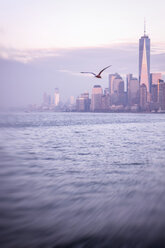 USA, New York City, Manhattan, One World Trade Center, fliegende Möwe - CMF00786