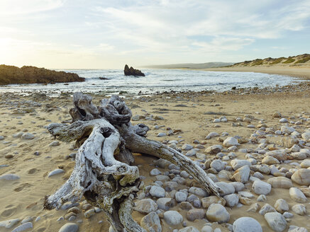 Südafrika, Westkap, Knysna, Buffalo Bay, Totholz am Strand - CVF00072