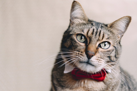 Porträt einer getigerten Katze mit Kragen und roter Fliege, lizenzfreies Stockfoto