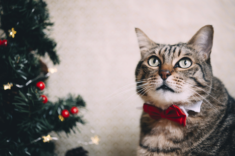 Porträt einer getigerten Katze mit Halsband und roter Fliege zur Weihnachtszeit, lizenzfreies Stockfoto