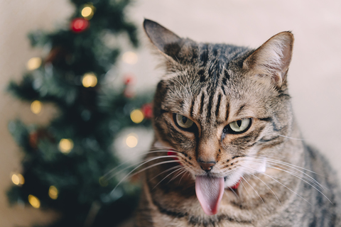 Gestreckte Zunge einer getigerten Katze zur Weihnachtszeit, lizenzfreies Stockfoto