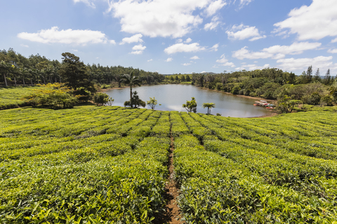 Mauritius, tea plantation stock photo