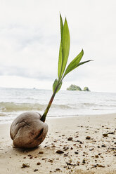 Thailand, Ko Yao Yai, coconut on the beach - RORF01094