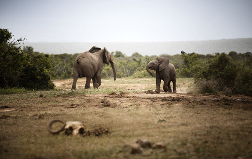 Südafrika, Ostkap, Addo Elephant National Park, Afrikanische Elefanten, Loxodonta Africana - CVF00082