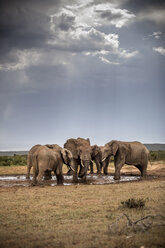 Südafrika, Ostkap, Addo Elephant National Park, Afrikanische Elefanten, Loxodonta Africana - CVF00083