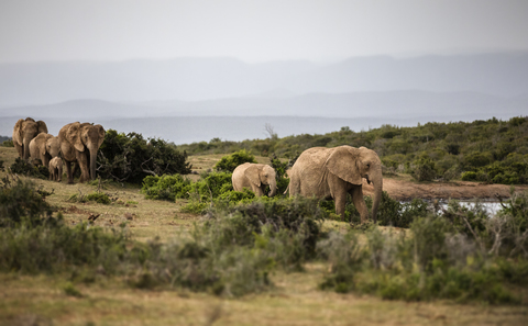South Africa, Eastern, Cape, Addo Elephant National Park, african elephants, Loxodonta Africana stock photo