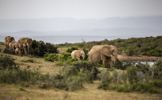 Südafrika, Ostkap, Addo Elephant National Park, Afrikanische Elefanten, Loxodonta Africana - CVF00084