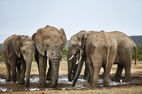 Südafrika, Ostkap, Addo Elephant National Park, Afrikanische Elefanten, Loxodonta Africana, lizenzfreies Stockfoto