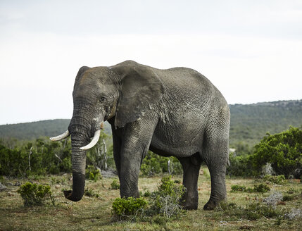 Südafrika, Ostkap, Addo Elephant National Park, Afrikanischer Elefant, Loxodonta Africana - CVF00086