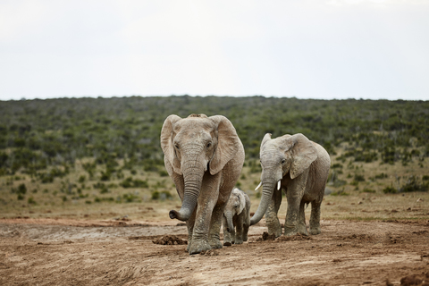 South Africa, Eastern, Cape, Addo Elephant National Park, african elephants, Loxodonta Africana stock photo