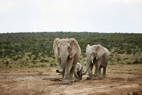 Südafrika, Ostkap, Addo Elephant National Park, Afrikanische Elefanten, Loxodonta Africana - CVF00087