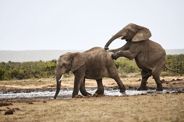 Südafrika, Ostkap, Addo Elephant National Park, Afrikanische Elefanten, Loxodonta Africana - CVF00088