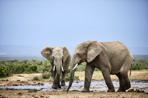 South Africa, Eastern, Cape, Addo Elephant National Park, african elephants, Loxodonta Africana stock photo