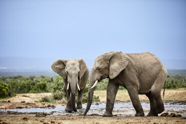 Südafrika, Ostkap, Addo Elephant National Park, Afrikanische Elefanten, Loxodonta Africana - CVF00089