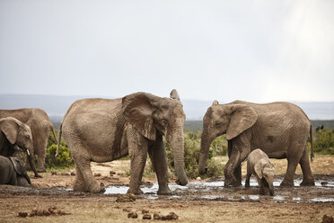 South Africa, Eastern, Cape, Addo Elephant National Park, african elephants, Loxodonta Africana - CVF00090