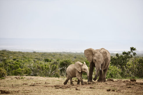 Südafrika, Ostkap, Addo Elephant National Park, Afrikanische Elefanten, Loxodonta Africana - CVF00091