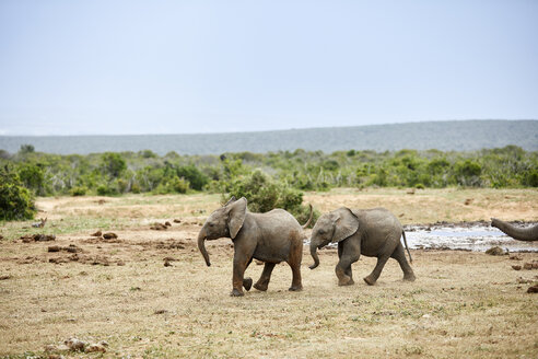 Südafrika, Ostkap, Addo Elephant National Park, Afrikanische Elefanten, Loxodonta Africana - CVF00092