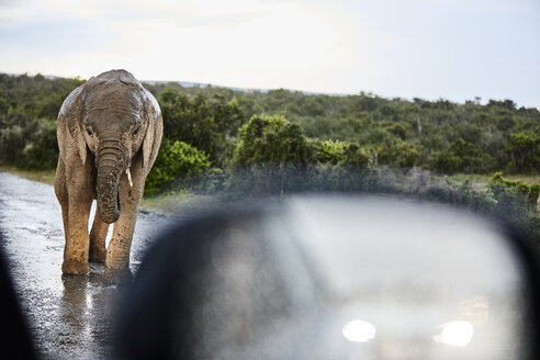 Südafrika, Ostkap, Addo Elephant National Park, Afrikanischer Elefant, Loxodonta Africana - CVF00093