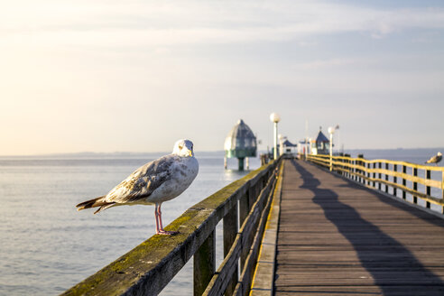 Deutschland, Grömitz, Möwe auf Geländer der Seebrücke - PUF01163