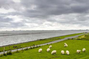 Germany, Schleswig-Holstein, Husum, herd of sheep on dike - PUF01177