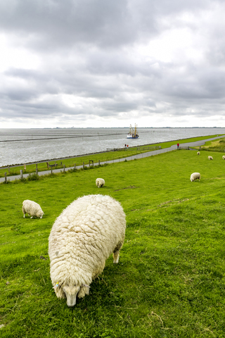 Germany, Schleswig-Holstein, Husum, herd of sheep on dike stock photo