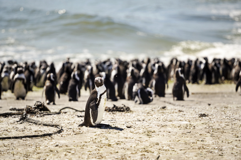 Afrika, Südafrika, Westkap, Schwarzfußpinguin, Spheniscus demersus, lizenzfreies Stockfoto