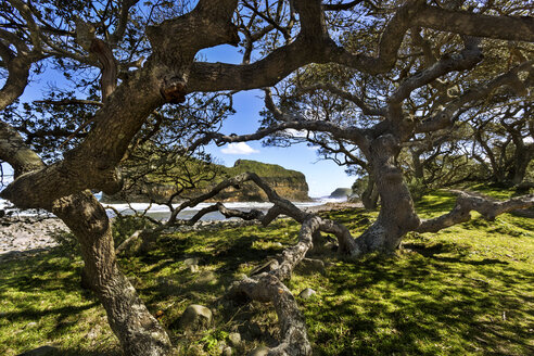 Afrika, Südafrika, Ostkap, Coffee Bay, Hole in the Wall, Baum - FPF00148