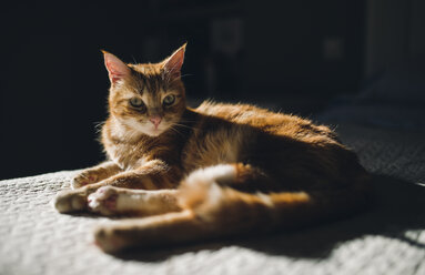 Rotbraune getigerte Katze ruht sich zu Hause auf einer Decke aus - RAEF01967