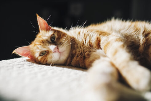 Rotbraune getigerte Katze ruht sich zu Hause auf einer Decke aus - RAEF01968