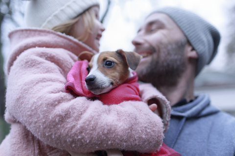 Portrait eines Jack Russel Terrier Welpen, lizenzfreies Stockfoto