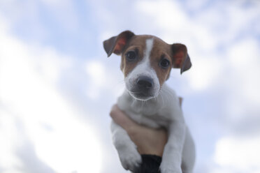 Portrait eines Jack Russel Terrier Welpen gegen den Himmel - KMKF00145