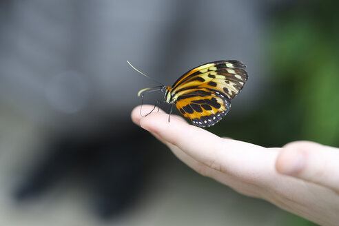 Monarchfalter, Danaus plexippus, auf der Hand sitzend - FCF01335