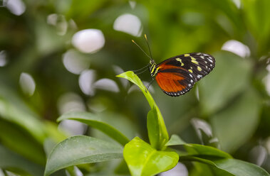 Danaid eggfly, Hipolimnas misippus - FCF01337