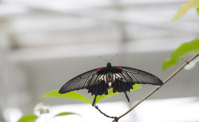 Große Mormone, Papilio memnon - FCF01339