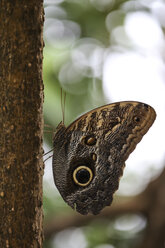 Owl butterfly, Caligo eurilochus - FCF01342