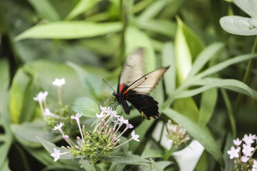 Asiatischer Schwalbenschwanz auf Blüte, Papilio lowi - FCF01343