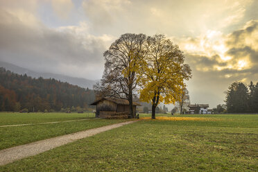 Deutschland, Bayern, Garmisch-Partenkirchen, Wiese im Herbst - PVCF01285