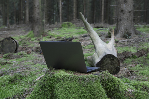 Laptop auf Baumstumpf im Wald, lizenzfreies Stockfoto