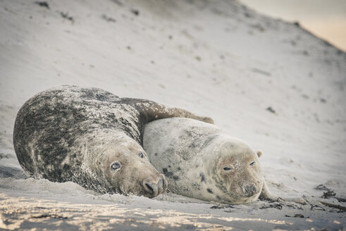 Deutschland, Helgoland, Kegelrobbenpaar nach der Paarung am Strand liegend - KEBF00717